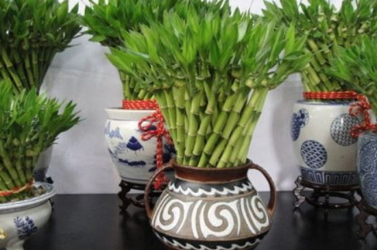 盆栽富贵竹的养殖方法和注意事项
