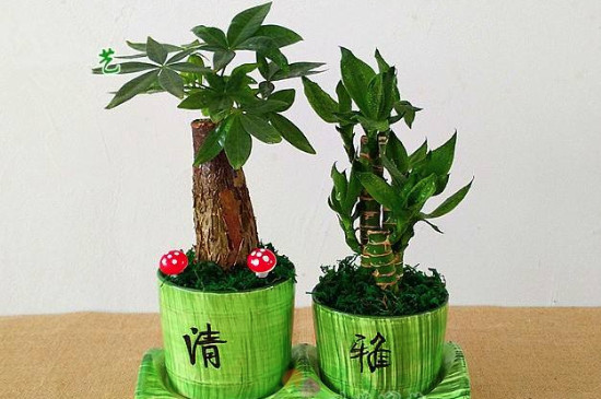 盆栽富贵竹的养殖方法和注意事项