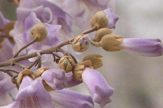 紫花泡桐树苗几时可以种植