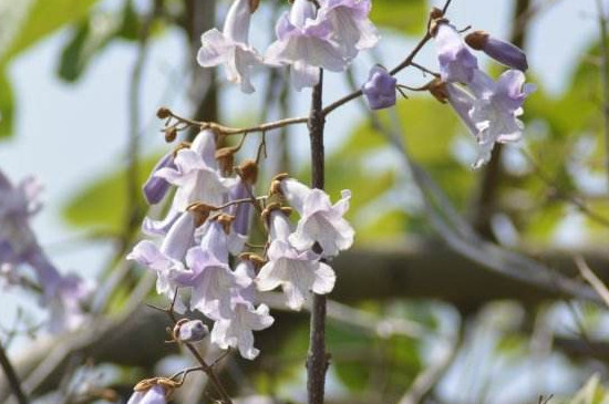 紫花泡桐树苗几时可以种植