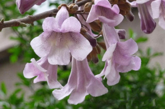 紫花泡桐花期