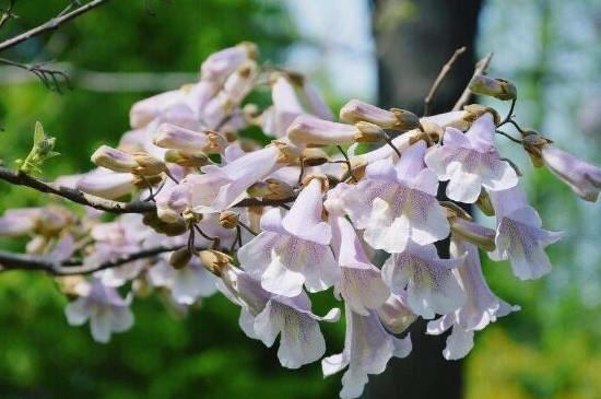 紫花泡桐有毒吗