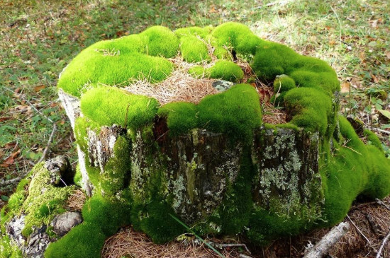 苔藓植物长不高的原因是