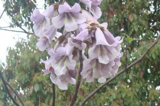 紫花泡桐的花语