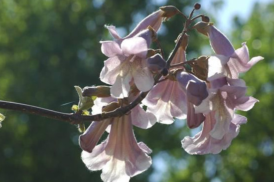 紫花泡桐能作为行道树吗