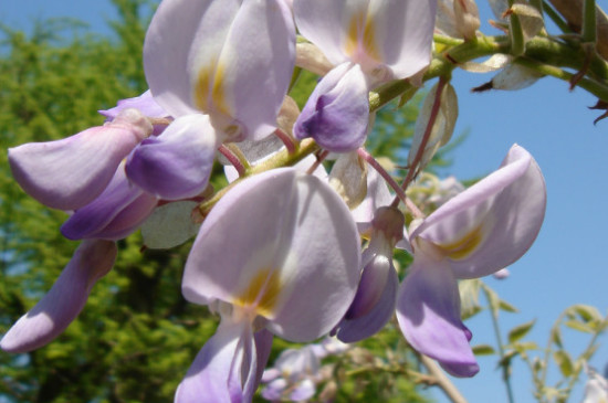 紫花泡桐能作为行道树吗