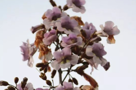 紫花泡桐什么时候开花