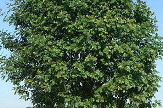 白腊树如何繁殖