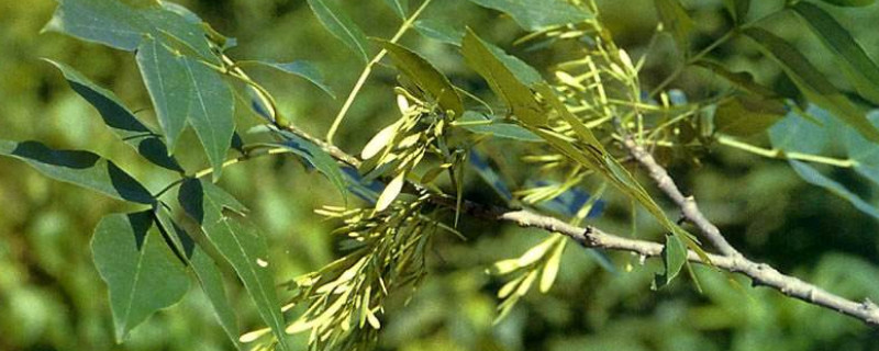 草甘膦对白腊树有伤害吗?