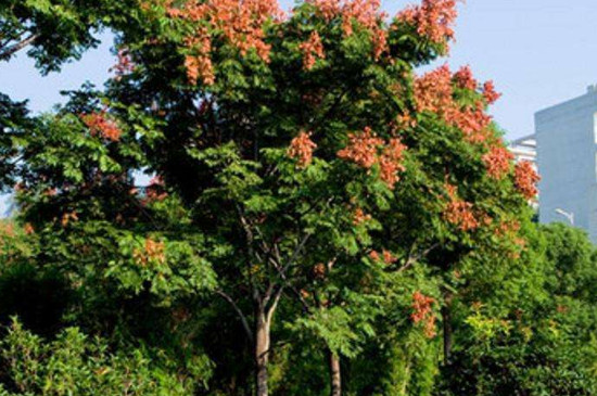 黄山栾树是属于什么类型植物