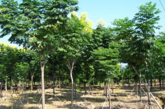 黄山栾树一年施肥最佳时间