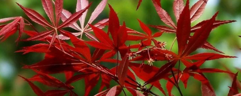 鸡爪槭的叶子什么时候红
