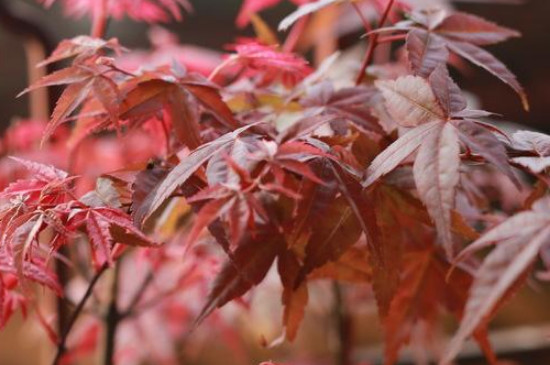 鸡爪槭新长的叶子是什么颜色