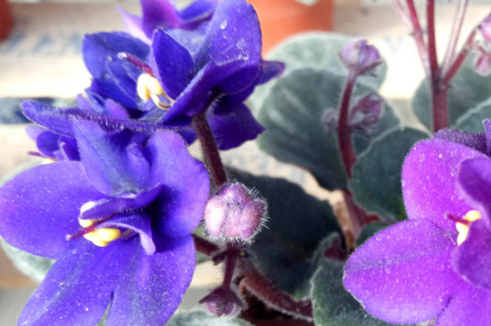 非洲紫罗兰怎么繁殖
