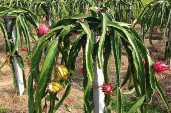 火龙果树的种植方法
