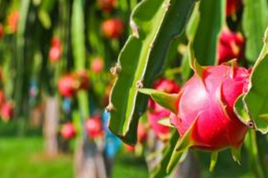 火龙果树的栽培与管理