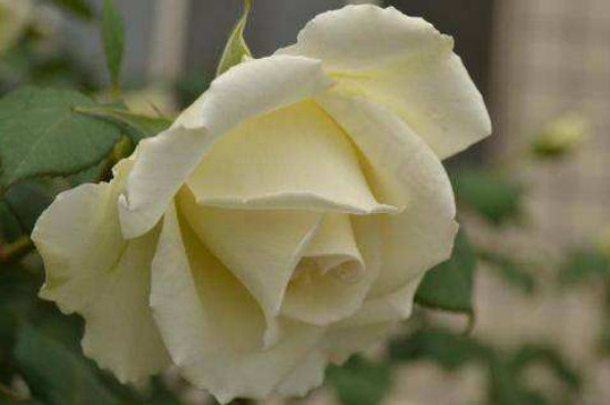 白玫瑰和绿玫瑰的花语