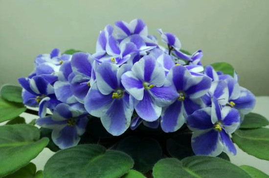非洲紫罗兰怎么养开花