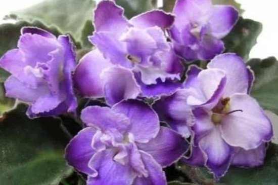 非洲紫罗兰的繁殖方法