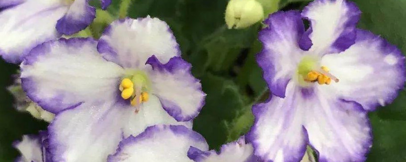 非洲紫罗兰的花语