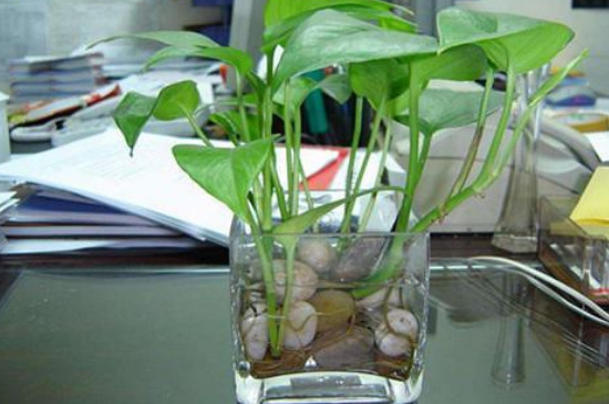 水培植物营养液的配制