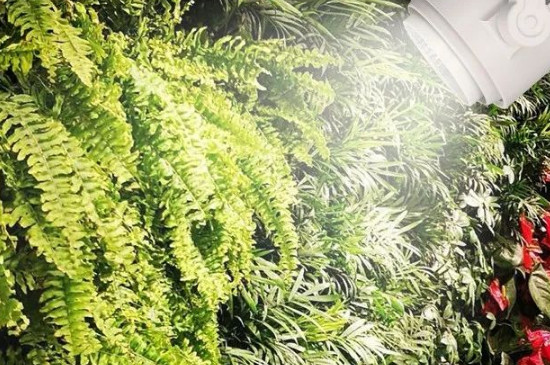 补光灯对植物有作用吗