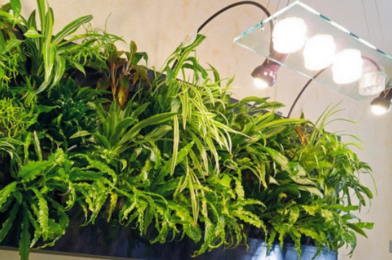 补光灯对植物有作用吗