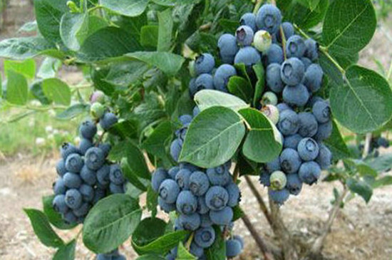 栽种蓝莓苗的最佳时间