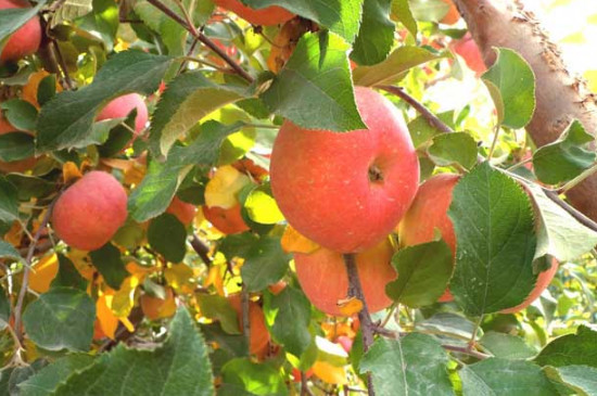 苹果树施肥最佳时间和方法及配方