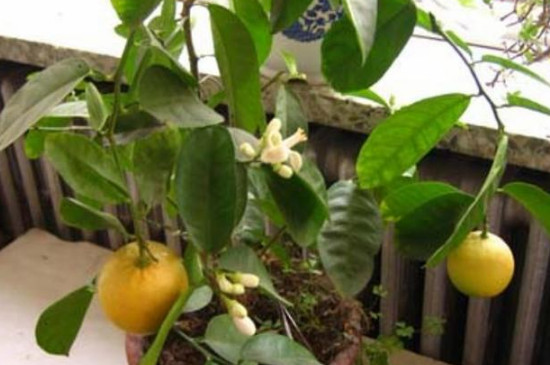 柠檬的养殖方法和注意事项 盆栽