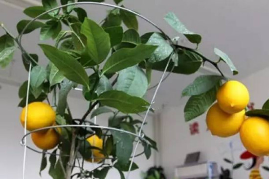 柠檬的养殖方法和注意事项 盆栽