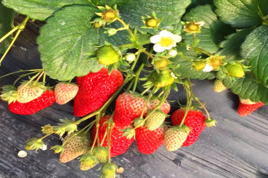草莓苗移栽几天可以晒太阳