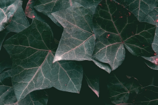 叶的蒸腾作用对植物的生存有什么意义