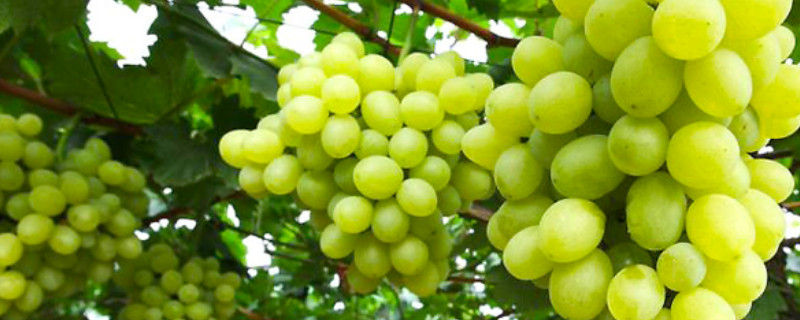 阳光十三葡萄品种介绍