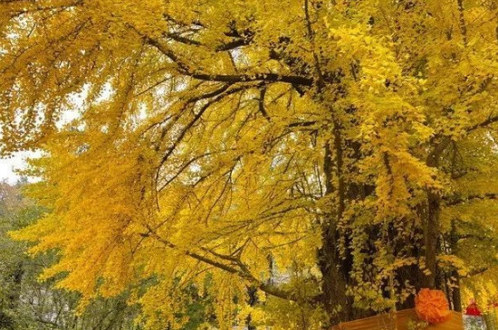 潭柘寺的银杏树什么时候黄