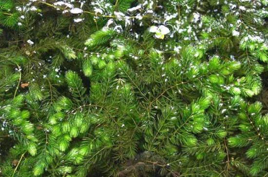 金魚藻是被子植物嗎