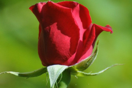 一支红玫瑰的寓意