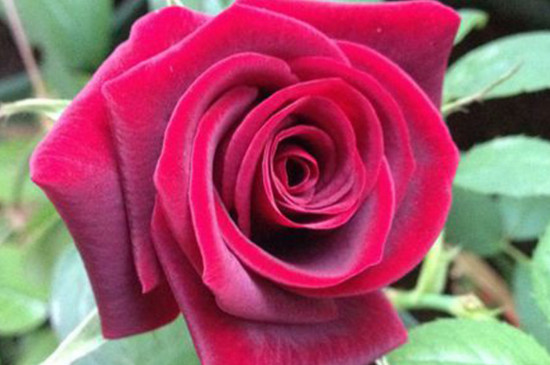 黑魔术玫瑰的花语