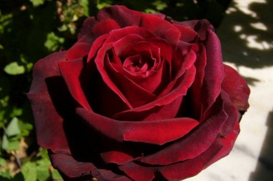 黑魔术玫瑰的花语