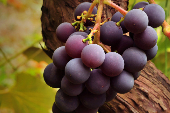 冬天移栽葡萄能成活吗