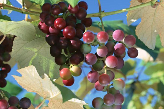 冬天移栽葡萄能成活吗