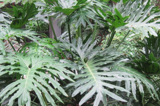 什么植物可以除甲醛净化空气