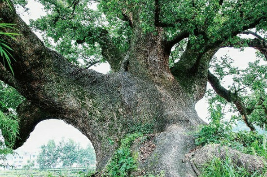 古树名木保护管理办法