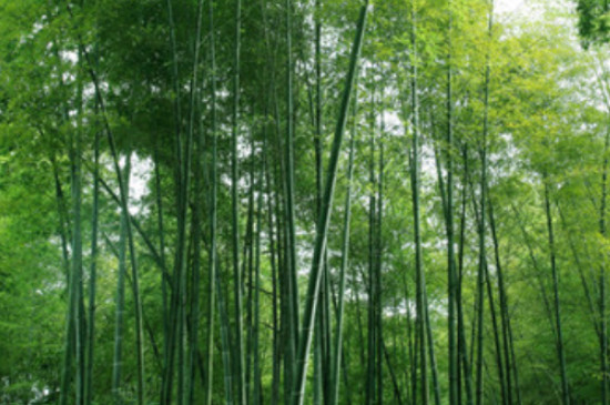竹子是裸子植物还是被子植物