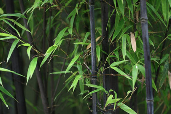 竹子精神品质象征意义