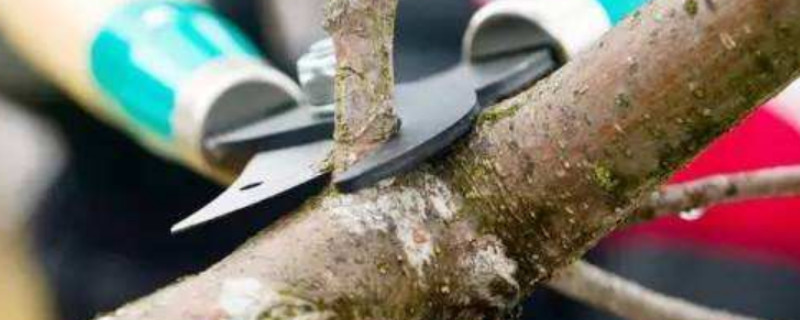 树木修剪的基本方法
