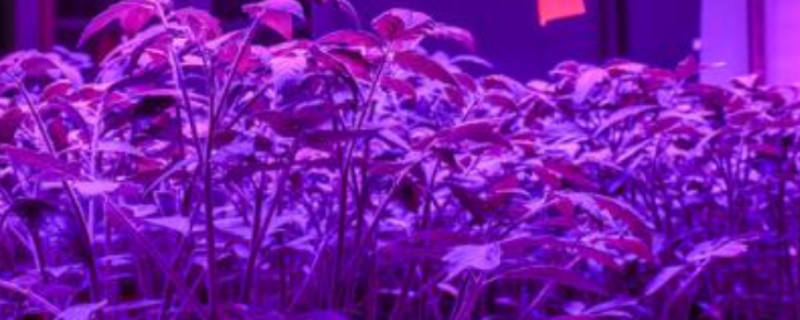 植物生长灯对人体有害吗