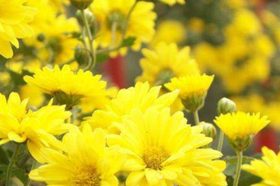 丽江市的市花是什么花