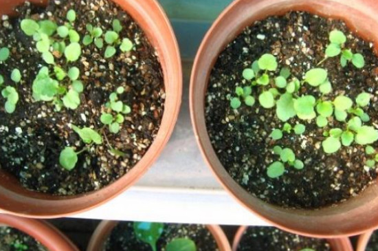 三色堇种子的种植方法和时间
