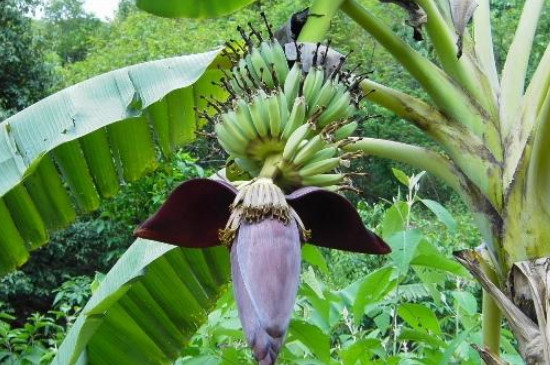 芭蕉树为什么不能种在家里
